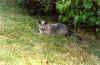 cat13.jpg (60431 bytes)