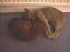 catsonfloor.jpg (16126 bytes)