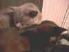 catstogether.jpg (15455 bytes)