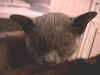 muffhead.jpg (44088 bytes)