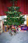 tree01.jpg (56598 bytes)