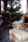 xmas9902.jpg (37125 bytes)